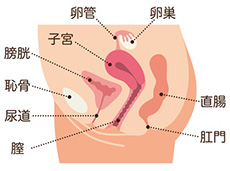 子宮とその周辺の臓器